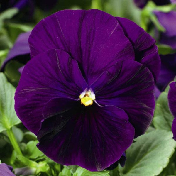 Насіння віоли Дельта F1 фіолетова (violet) /100 насінин/ *Syngenta*