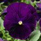 Насіння віоли Дельта F1 фіолетова (violet) /100 насінин/ *Syngenta*