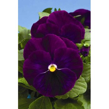 Виола Дельта F1 фиолетовая (violet) /100 семян/ *Syngenta*