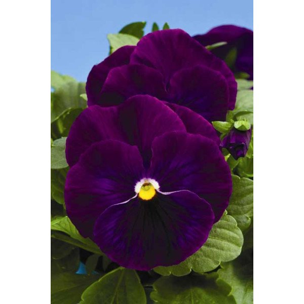 Насіння віоли Дельта F1 фіолетова (violet) /100 насінин/ *Syngenta*