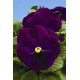 Насіння віоли Дельта F1 фіолетова (violet) /100 насінин/ *Syngenta*