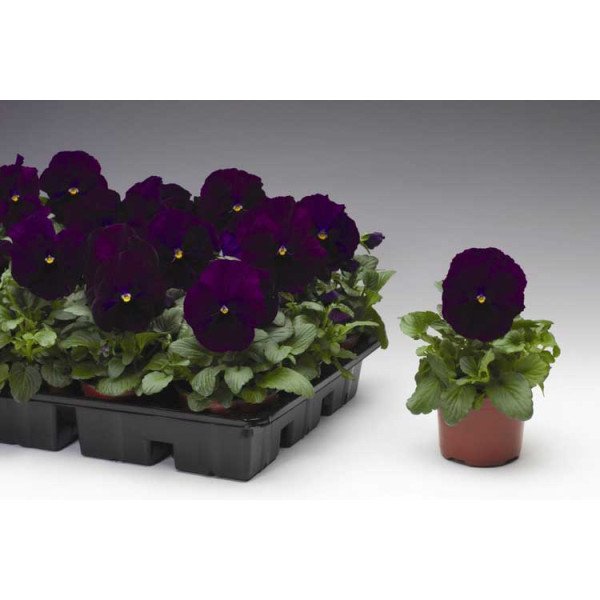 Насіння віоли Дельта F1 фіолетова (violet) /100 насінин/ *Syngenta*