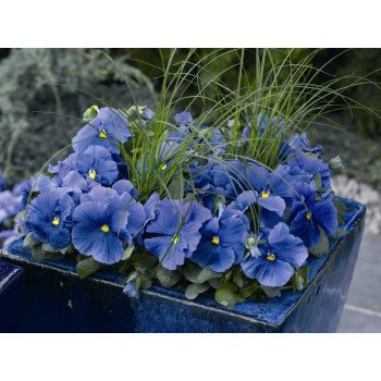 Виола Дельта F1 голубая (light blue) /100 семян/ *Syngenta*