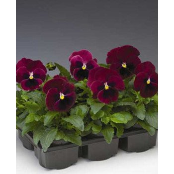 Виола Дельта F1 розовая с глазком (rose blotch) /100 семян/ *Syngenta*