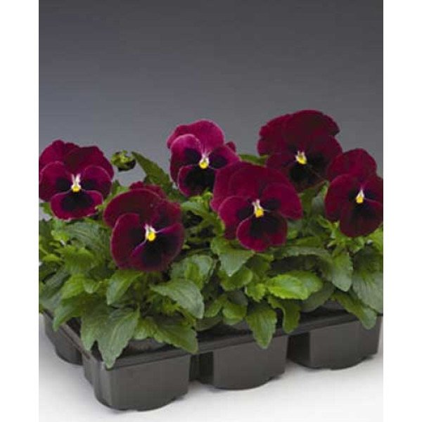 Насіння віоли Дельта F1 рожева з вічком (rose blotch) /100 насінин/ *Syngenta*