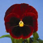 Виола Дельта F1 красная с глазком (red blotch) /100 семян/ *Syngenta*