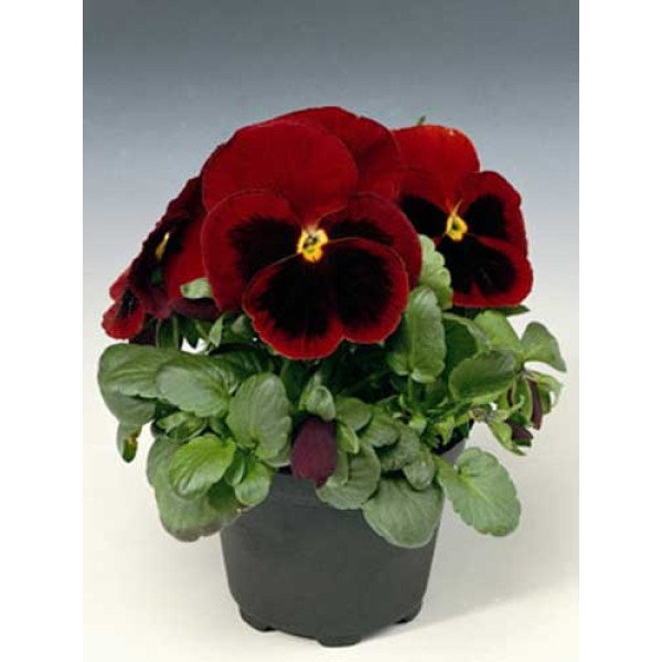 Насіння віоли Дельта F1 червона з вічком (red blotch) /100 насінин/ *Syngenta*