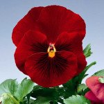 Виола Дельта F1 красная (red) /100 семян/ *Syngenta*