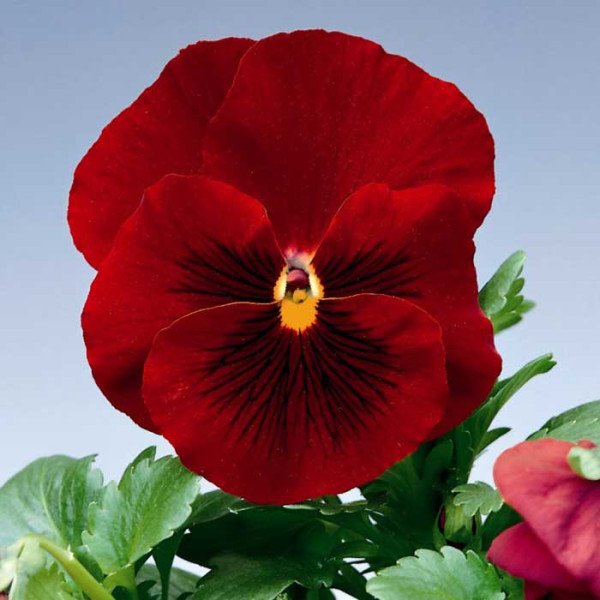 Насіння віоли Дельта F1 червона (red) /100 насінин/ *Syngenta*