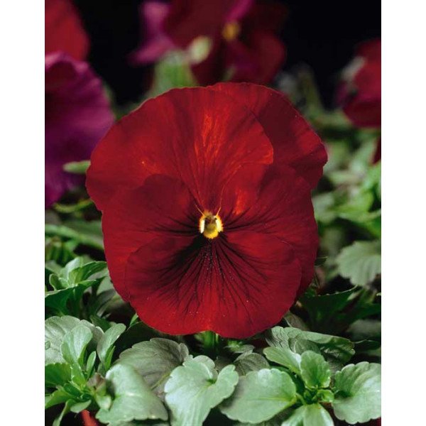 Насіння віоли Дельта F1 червона (red) /100 насінин/ *Syngenta*