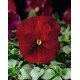 Насіння віоли Дельта F1 червона (red) /100 насінин/ *Syngenta*