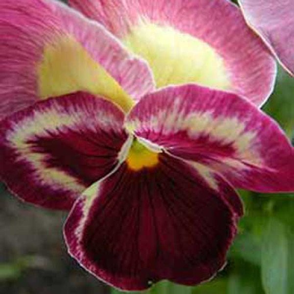 Насіння віоли Дельта F1 ягідна /100 насінин/ *Syngenta*