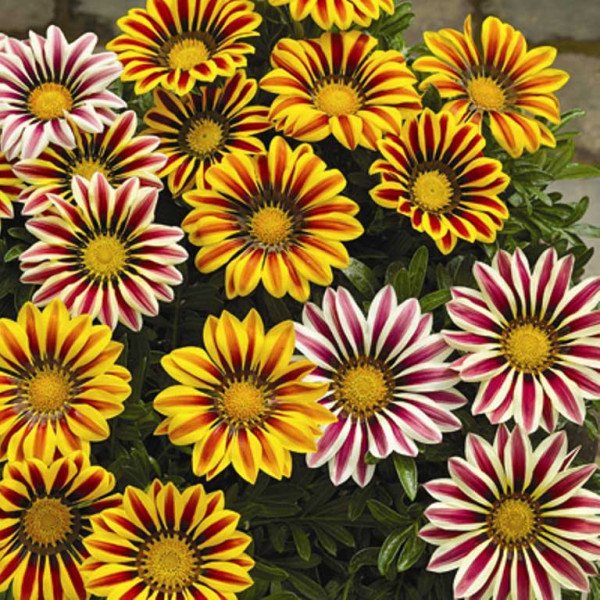 Насіння газанії Біг Кісс F1 суміш (mix) /1.000 насінин/ *Syngenta*