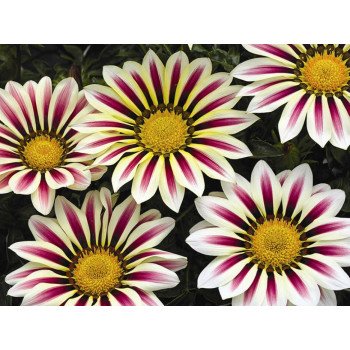 Газания Биг Кисс F1 вайт флейм (white flame) /100 семян/ *Syngenta*