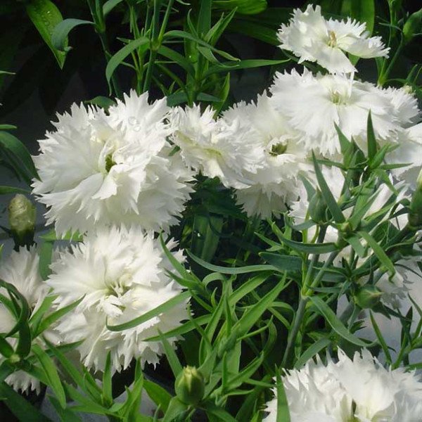 Насіння гвоздики Грейс F1 біла /100 насінин/ *Hem Genetics*