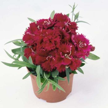 Гвоздика Грейс F1 кримсон /100 семян/ *Hem Genetics*