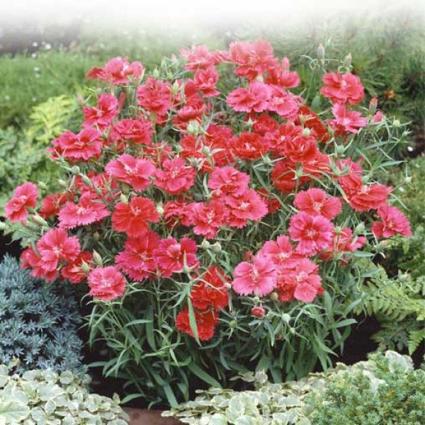 Насіння гвоздики Грейс F1 лососева /100 насінин/ *Hem Genetics*