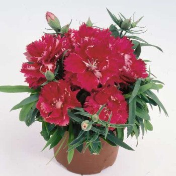 Гвоздика Грейс F1 темно-розовая /100 семян/ *Hem Genetics*