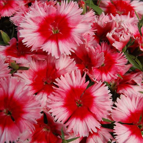 Насіння гвоздики Діана F1 скарлет пікоті (scarlet picotee) /100 насінин/ *Hem Genetics*