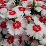 Гвоздика Діана F1 біла з червоним вічком (white red eye) /100 насінин/ *Hem Genetics*