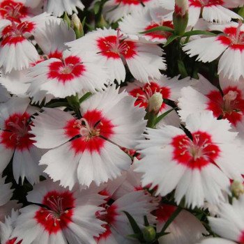 Гвоздика Диана F1 белая с красным глазком (white red eye) /100 семян/ *Hem Genetics*
