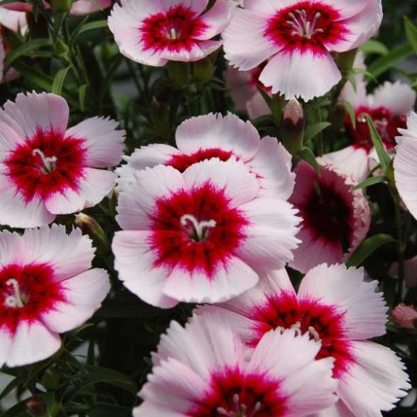 Насіння гвоздики Діана F1 біла з пурпуровим вічком (white purple eye) /100 насінин/ *Hem Genetics*