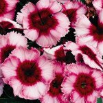 Гвоздика Супер Парфайт F1 малинова /100 насінин/ *Syngenta*