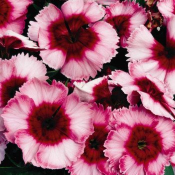 Гвоздика Супер Парфайт F1 малиновая /100 семян/ *Syngenta*