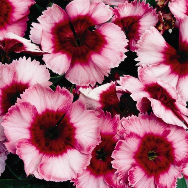 Насіння гвоздики Супер Парфайт F1 малинова /100 насінин/ *Syngenta*