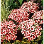 Гвоздика Супер Парфайт F1 клубничная /100 семян/ *Syngenta*