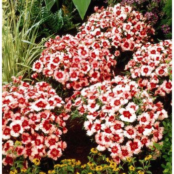 Гвоздика Супер Парфайт F1 клубничная /100 семян/ *Syngenta*