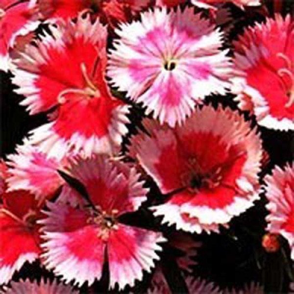 Насіння гвоздики Дульче F1 суміш /100 насінин/ *Syngenta*