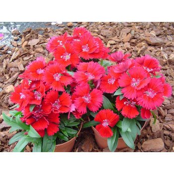 Гвоздика Чиба F1 красная (red) /100 семян/ *Hem Genetics*