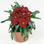 Гвоздика Чиба F1 кримсон (crimson) /100 семян/ *Hem Genetics*