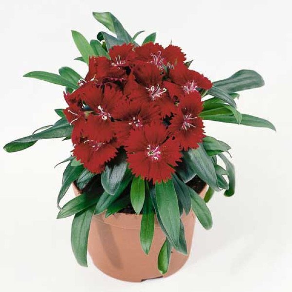 Насіння гвоздики Чіба F1 кримсон (crimson) /100 насінин/ *Hem Genetics*