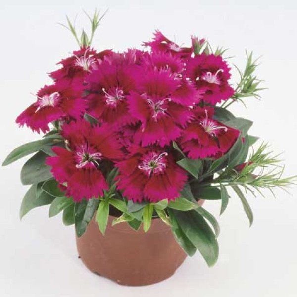 Насіння гвоздики Чіба F1 пурпурна (purple) /100 насінин/ *Hem Genetics*