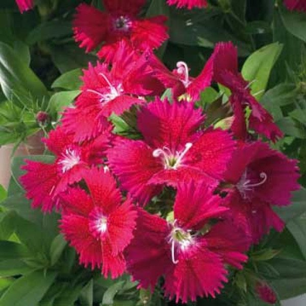 Насіння гвоздики Чіба F1 фіолетова (violet) /100 насінин/ *Hem Genetics*