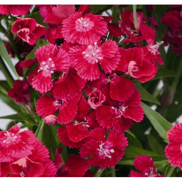 Насіння гвоздики Діабунда F1 червона (red) /100 насінин (драже)/ *Syngenta*