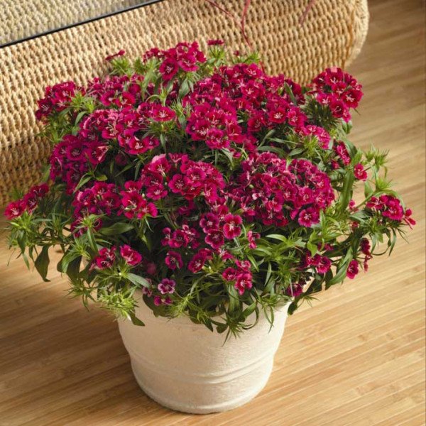 Насіння гвоздики Діабунда F1 червона (red) /100 насінин (драже)/ *Syngenta*