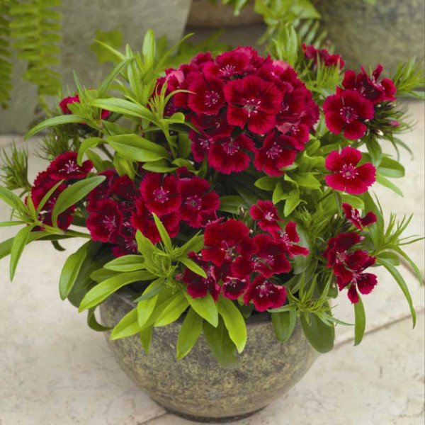 Насіння гвоздики Діабунда F1 червона (red) /100 насінин (драже)/ *Syngenta*