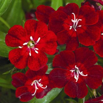 Гвоздика Диабунда F1 кримсон (crimson) /100 семян (драже)/ *Syngenta*