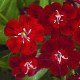 Насіння гвоздики Діабунда F1 кримсон (crimson) /100 насінин (драже)/ *Syngenta*