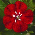 Гвоздика Діабунда F1 кримсон (crimson) /100 насінин (драже)/ *Syngenta*