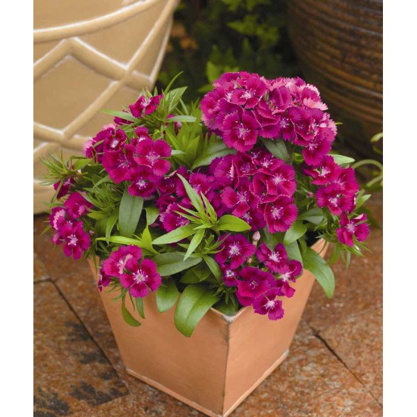 Насіння гвоздики Діабунда F1 пурпурна (purple) /100 насінин (драже)/ *Syngenta*