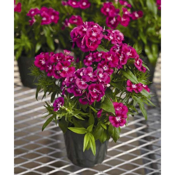 Насіння гвоздики Діабунда F1 пурпурна (purple) /100 насінин (драже)/ *Syngenta*