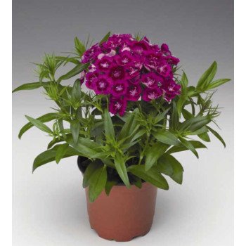 Гвоздика Диабунда F1 пурпурная (purple) /100 семян (драже)/ *Syngenta*