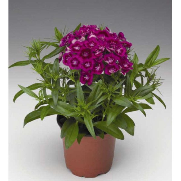 Насіння гвоздики Діабунда F1 пурпурна (purple) /100 насінин (драже)/ *Syngenta*