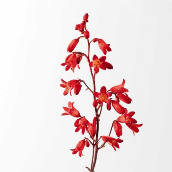 Насіння гейхери Корал Петіт /200 насінин/ *Syngenta*