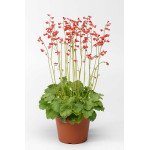 Гейхера Корал Петит /200 семян/ *Syngenta*