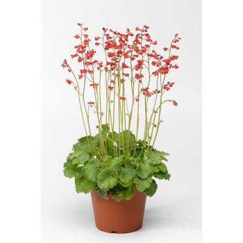 Гейхера Корал Петіт /200 насінин/ *Syngenta*